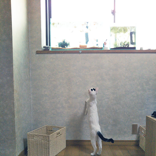 yukieさんの実例写真