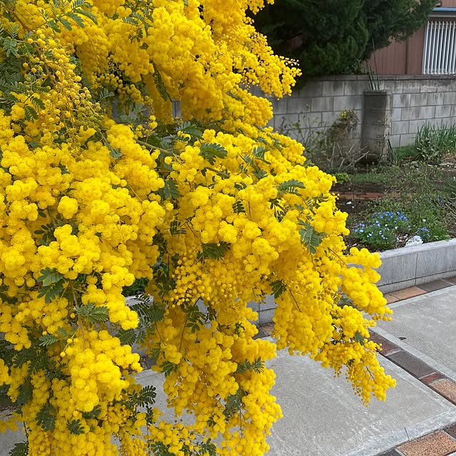 yymsさんの実例写真
