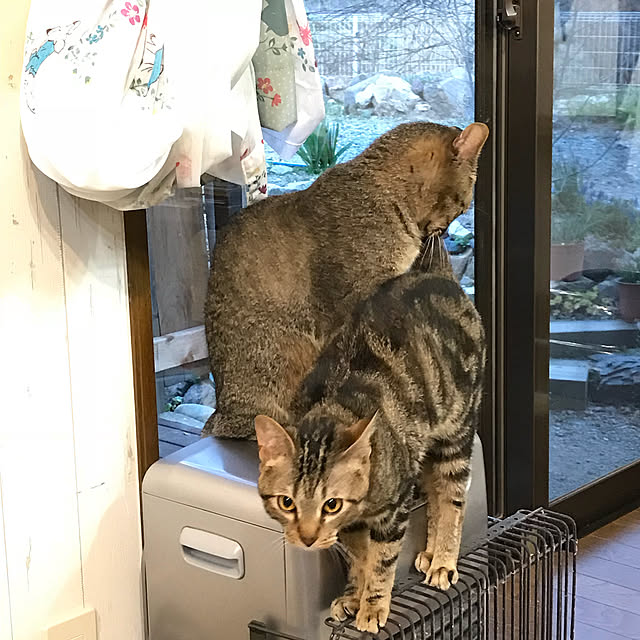 pepeさんの実例写真
