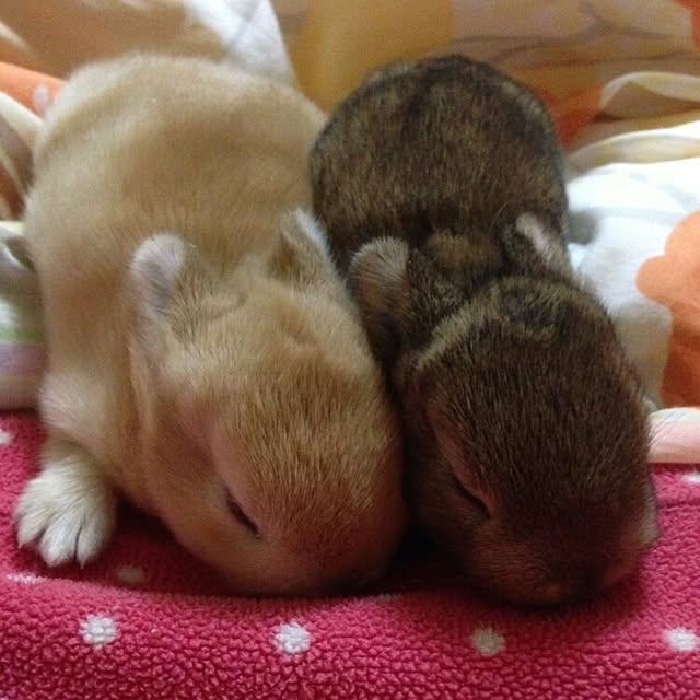 ChocolateNandasさんの実例写真