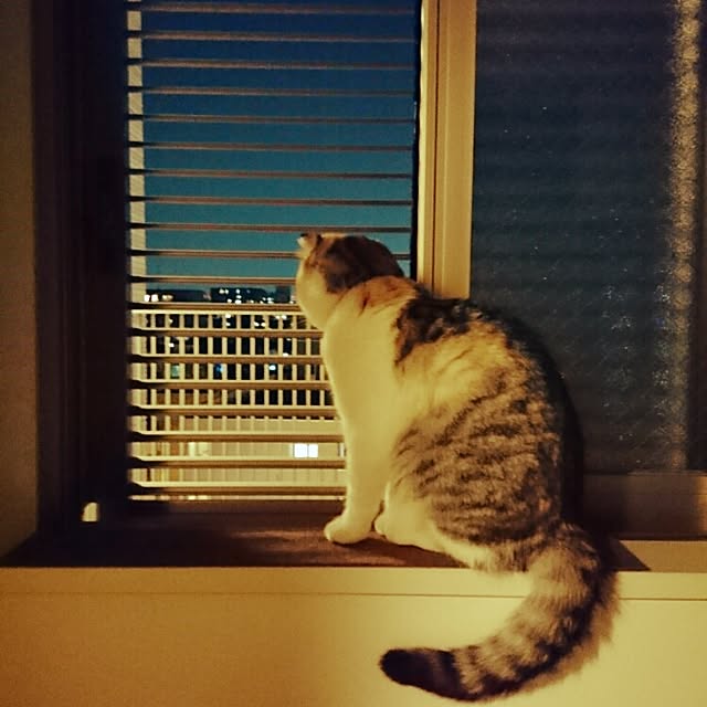 Sachiさんの実例写真