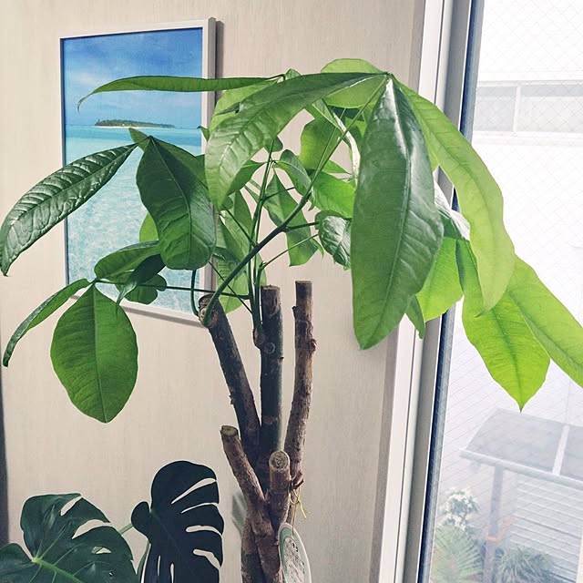 NAOKIさんの実例写真