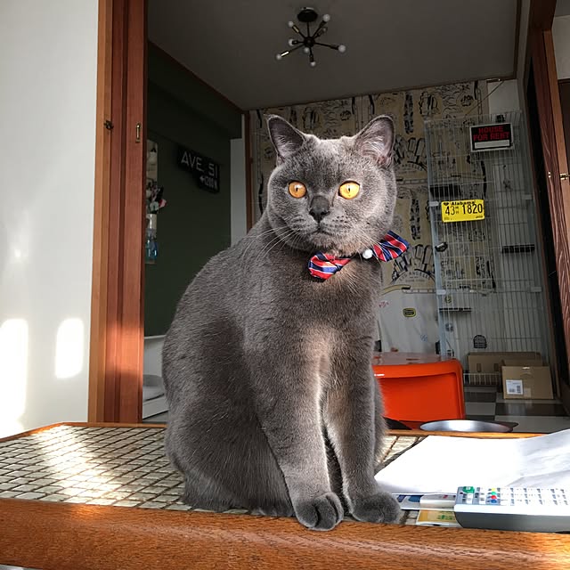 Shojiさんの実例写真