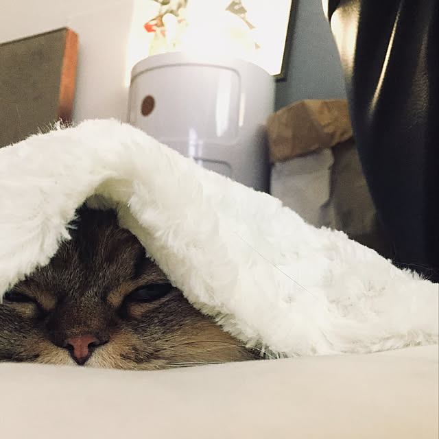 wolf_____21さんの実例写真