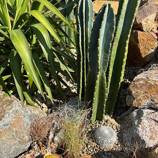 bonjiri0824さんの実例写真