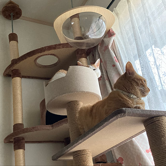 Gomaさんの実例写真