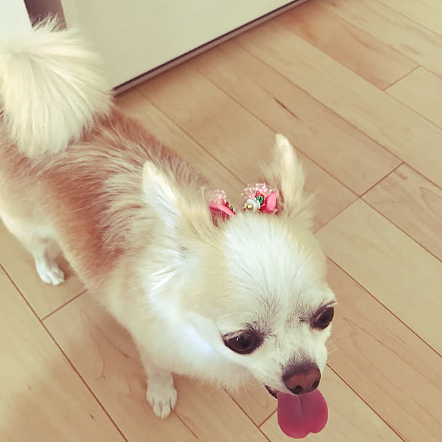 Sweetpeaさんの実例写真