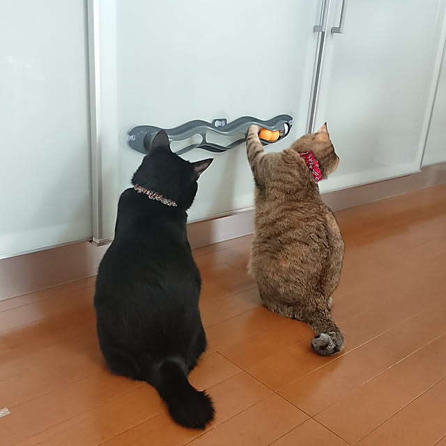 maikyさんの実例写真