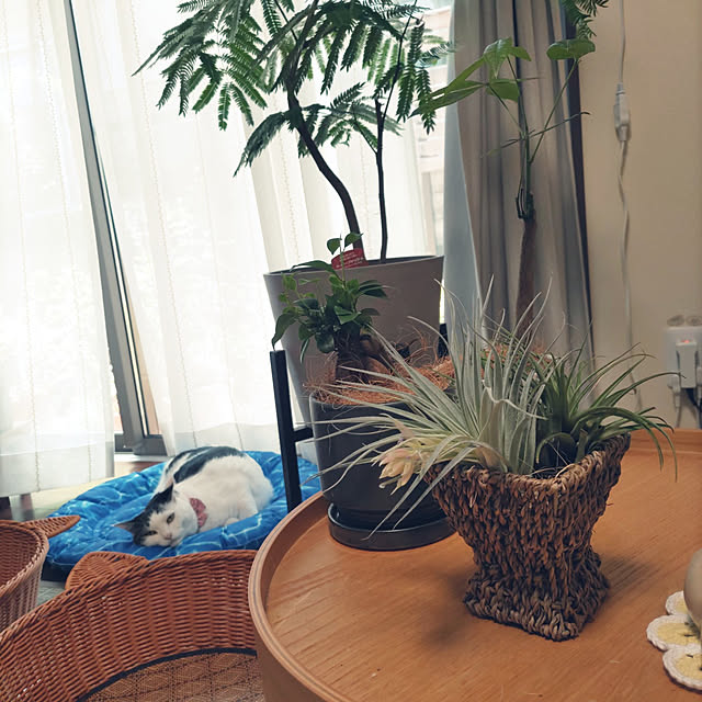 yuuさんの実例写真