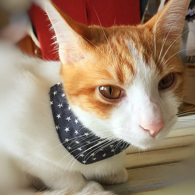 eucharisさんの実例写真