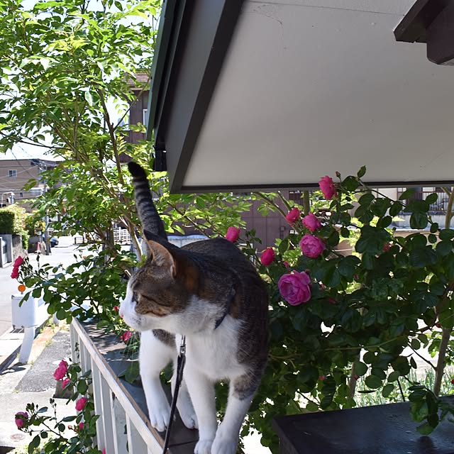 takuyamonth0429さんの実例写真