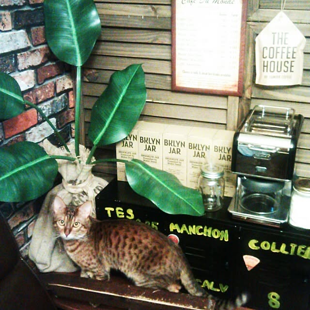 Rabbitさんの実例写真