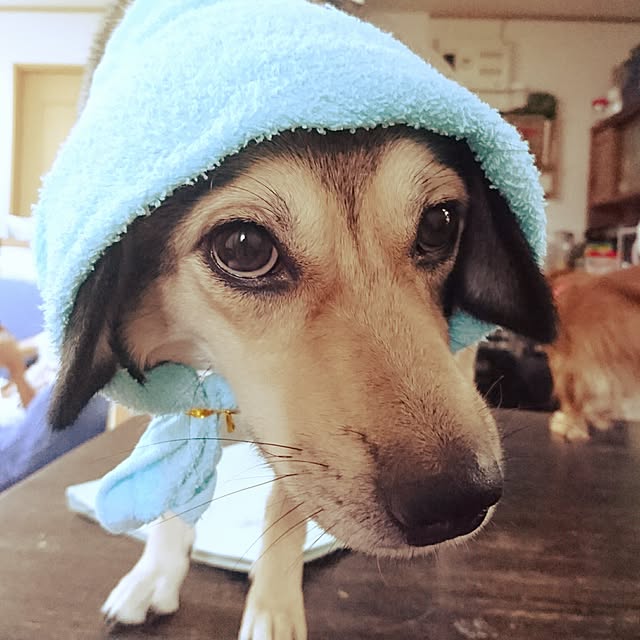 andさんの実例写真