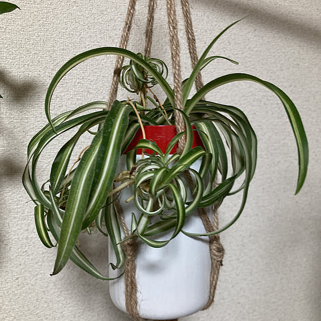 Chikuwaさんの実例写真