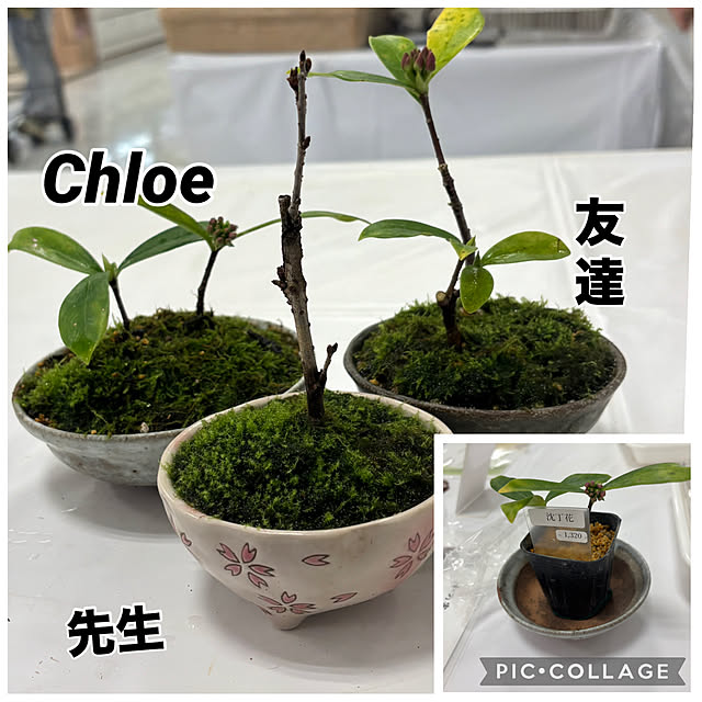 chIoeさんの部屋