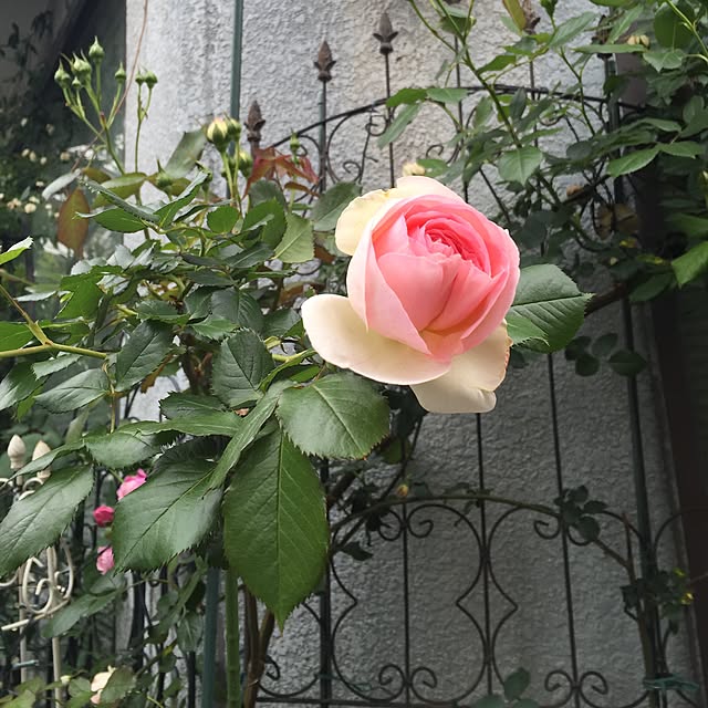 greenroseさんの実例写真