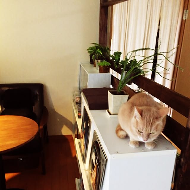 mikan161さんの実例写真