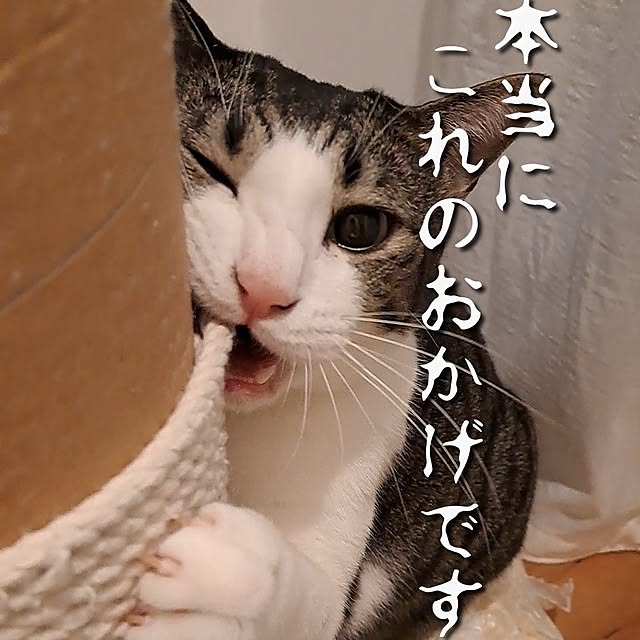 リビング/猫の爪とぎ/フルリノベーション/スケルトンリノベーション/保護猫と暮らす...などのインテリア実例 - 2024-12-14 00:42:48