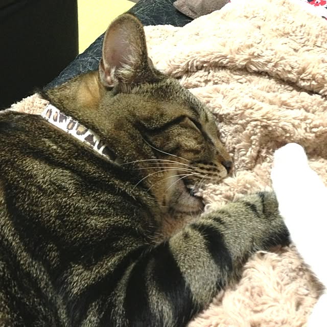 konatsuさんの実例写真