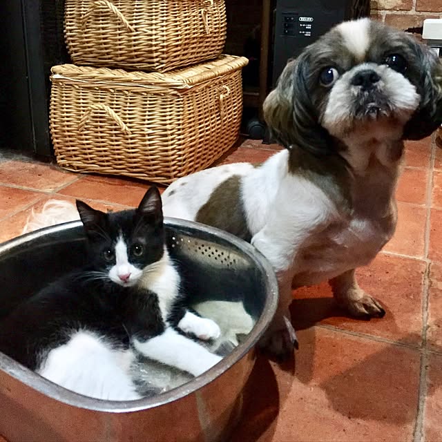 butachanさんの実例写真