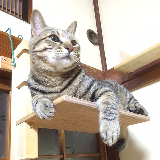 syokoさんの実例写真