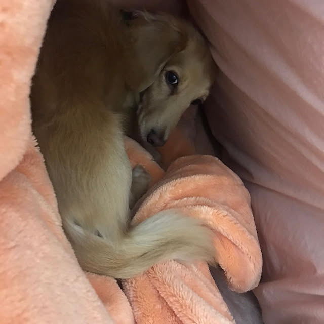 ronronさんの実例写真