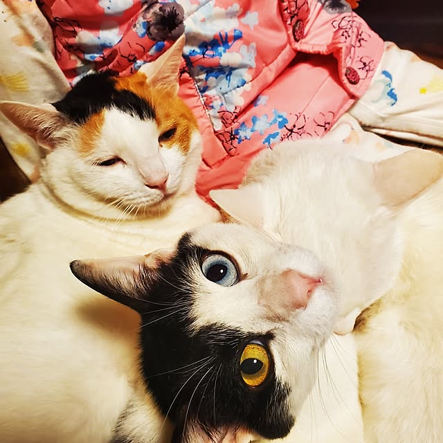 HOTARU.catさんの実例写真