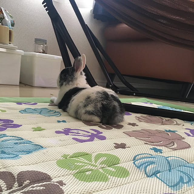 megu12さんの実例写真