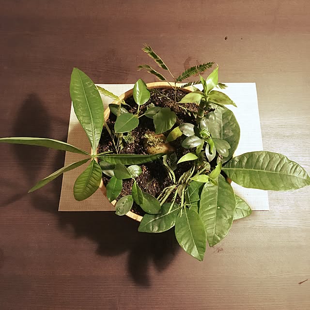 Sanshiroさんの実例写真