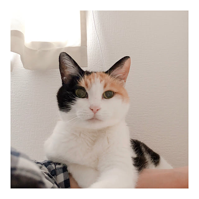 warashibeさんの実例写真