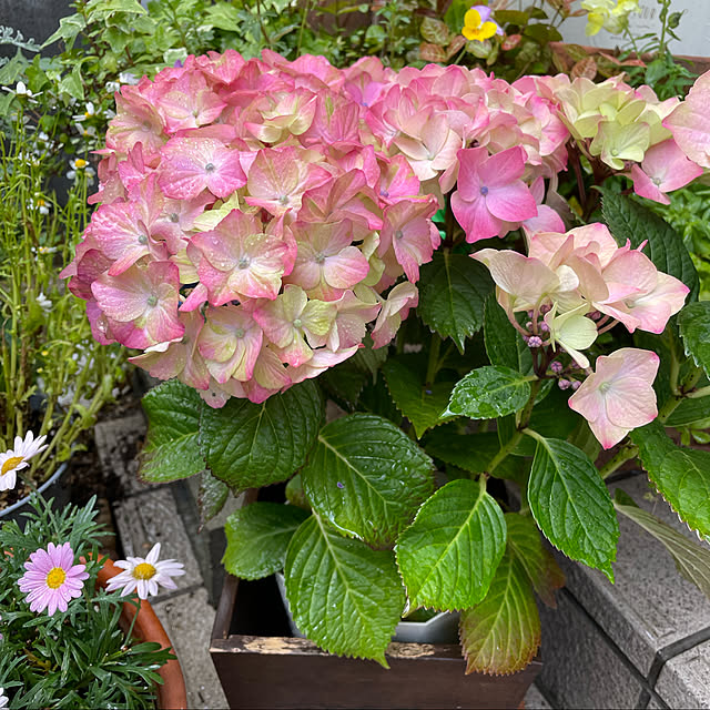 お花に癒される٩(๑>◡<๑)۶♡/マスカレード/お家時間を楽しむ！/いつもいいね！ありがとうございます♪♪/ガーデニング...などのインテリア実例 - 2021-05-28 11:49:45