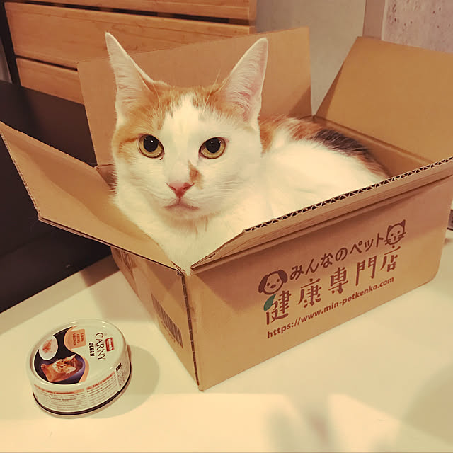 キッチン/無印良品/猫ばかりです。のインテリア実例 - 2018-02-14 22:32:38