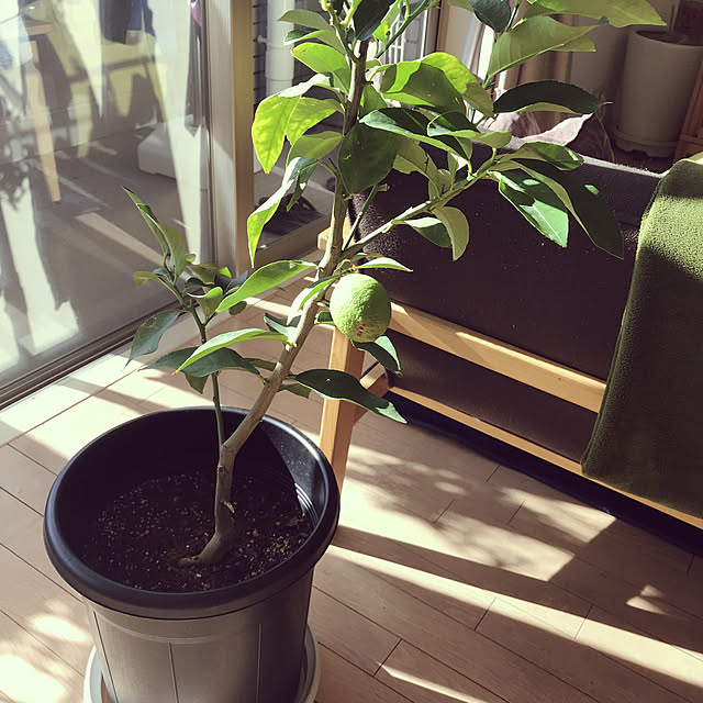 Appleさんの実例写真