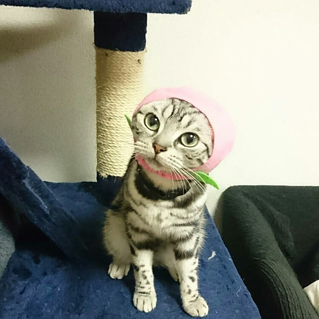 実例写真