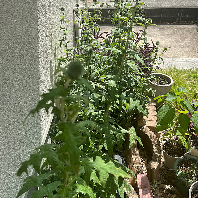 chi_gogaさんの部屋