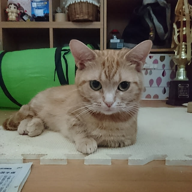 shinobuさんの実例写真