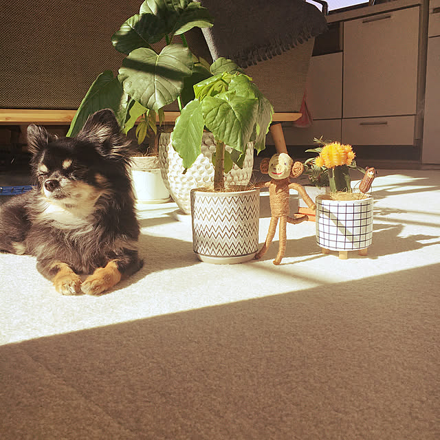 cocoさんの実例写真