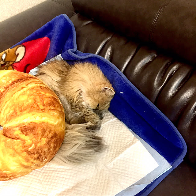miyapp.hiroppさんの実例写真