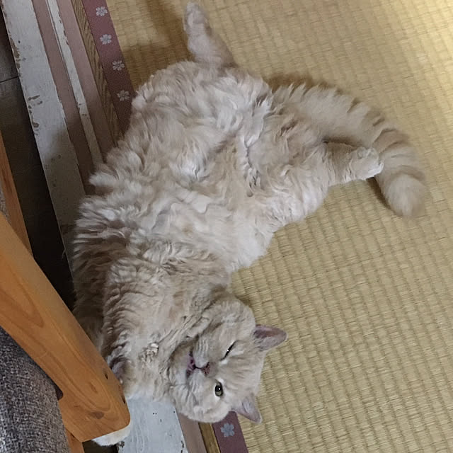 naokoさんの部屋