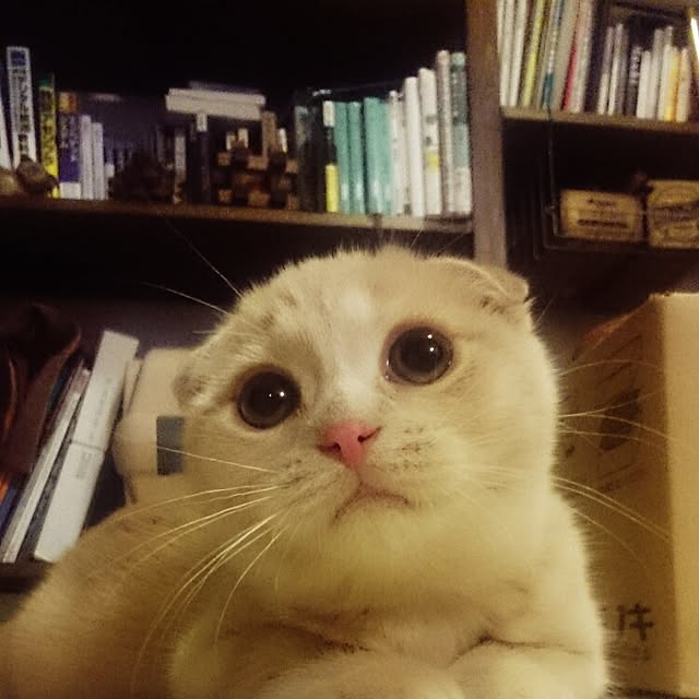 MarshmallowMuffinさんの実例写真