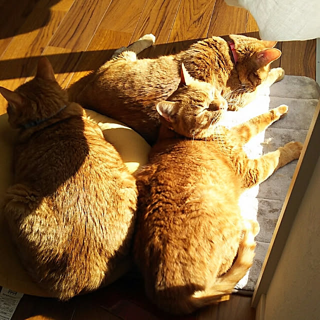 37さんの実例写真