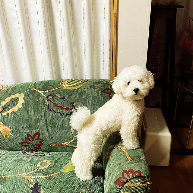satomiさんの実例写真
