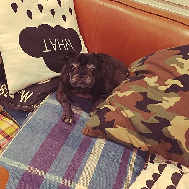 pugholicさんの実例写真