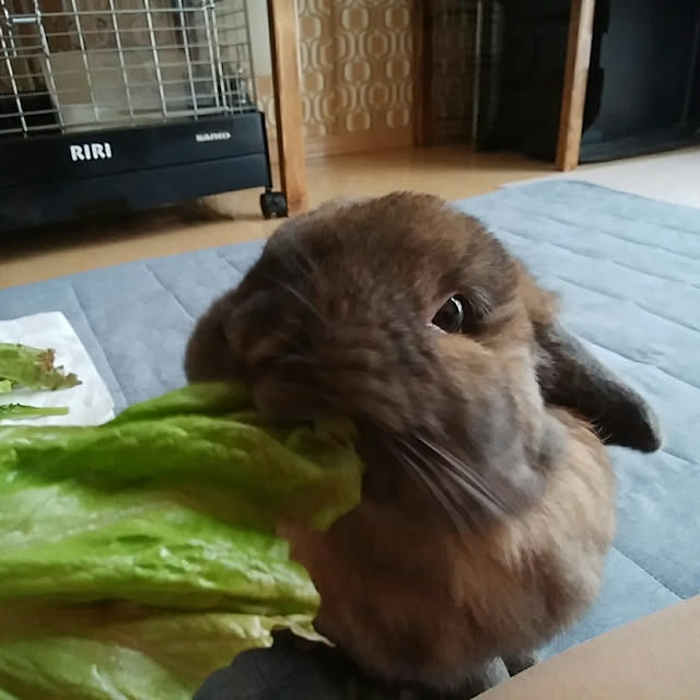 xxakemichxxさんの実例写真