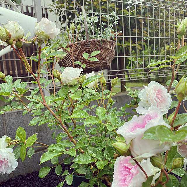 sariさんの実例写真