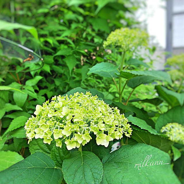 RC の出会いに感謝!/ありがとう❤/花と緑のある暮らし/季節を感じる暮らし/紫陽花♡...などのインテリア実例 - 2018-05-16 19:04:57