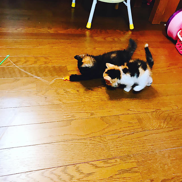 pepeさんの実例写真