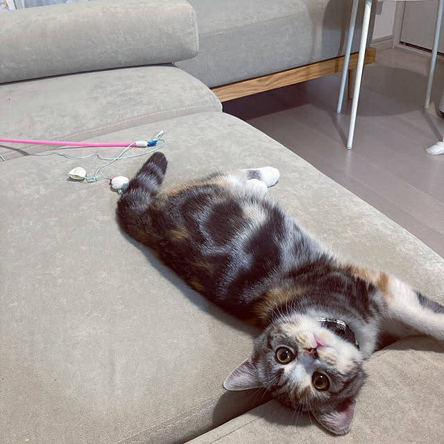 mouseさんの実例写真