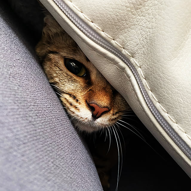 necomuraさんの実例写真