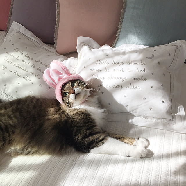 yuchiさんの実例写真